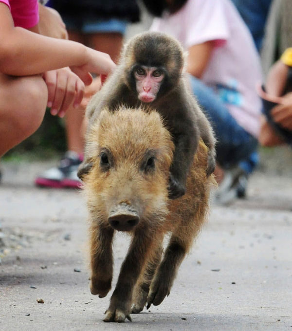 monkey-riding-pig-wtf1